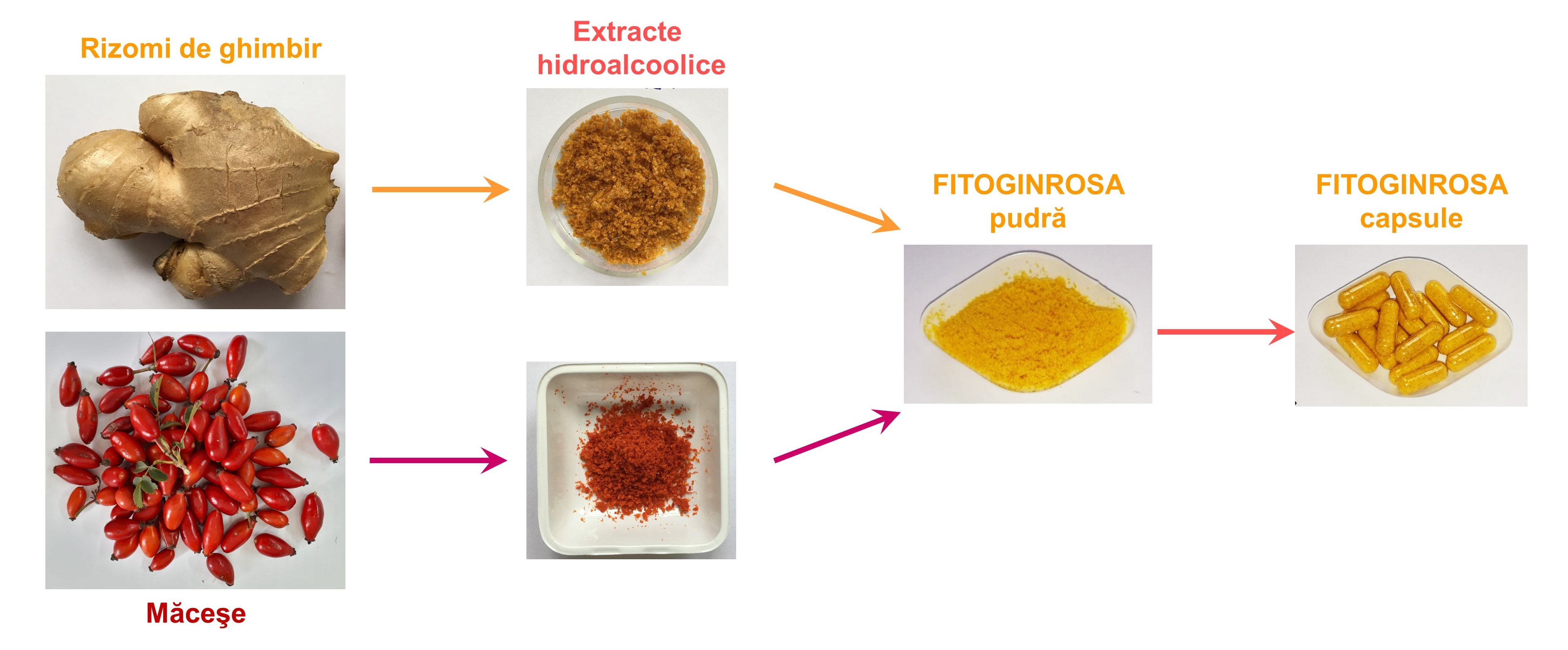 Schema_obtinere_fitozomi